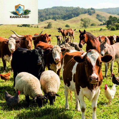 Cattle & Livestock
